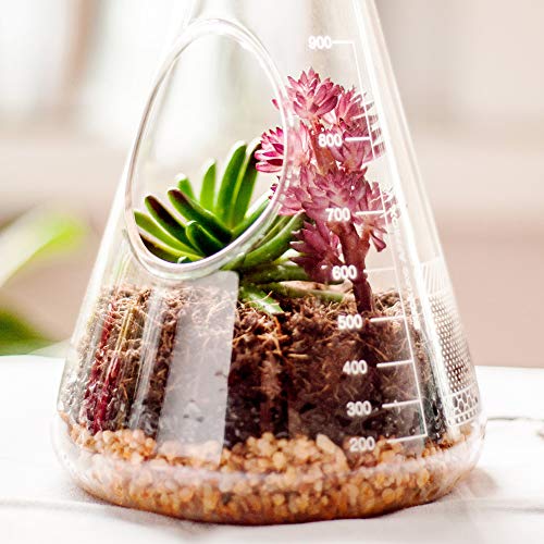 SUCK UK Chemistry Terrarium Kit Terrario de Laboratorio, Claro, 22.5x12x12 cm