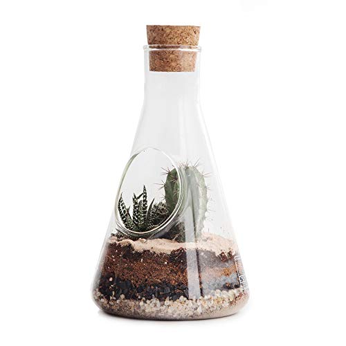 SUCK UK Chemistry Terrarium Kit Terrario de Laboratorio, Claro, 22.5x12x12 cm