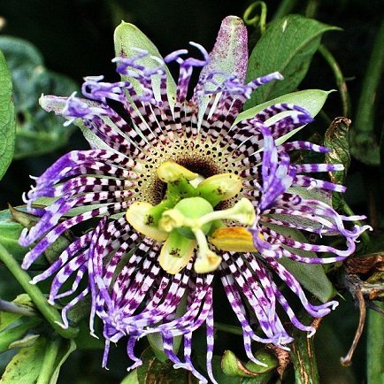 SWEET GRENADILLA PASSIFLORA LIGULARIS 10 seeds by Tropical Oasis