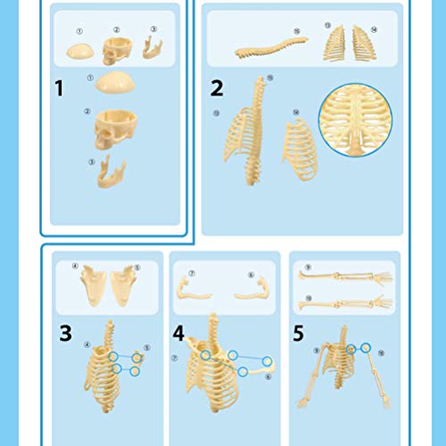 VILLCASE Mini Esqueleto Esqueleto Humano Modelo de Esqueleto DIY Montaje Educativo Esqueleto Juguete Humano Modelo para Niños Niños