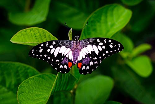 PANDABOOM Rompecabezas De 1500 Piezas Fotografía De Primer Plano De Una Mariposa Puzzles para Adultos, Regalo para El Día De La Madre