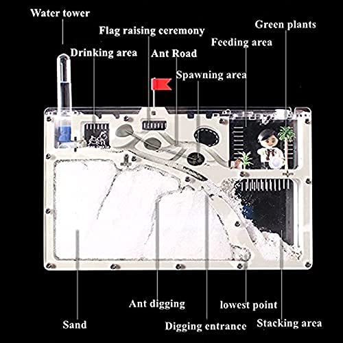 SEOCOM Castillo De Hormigas, Granja De Hormigas, Caja Ecológica De Hormigas, Granjas De Hormigas para Niños, Caja De Ciencia Y Educación para Experimentos Científicos para Estudiantes