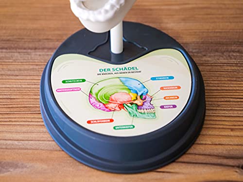 Clementoni- Anatomía Loca Caja pequeños científicos, Juguete Partir de 8 años, experimentos Coloridos para la habitación de los niños (59221)