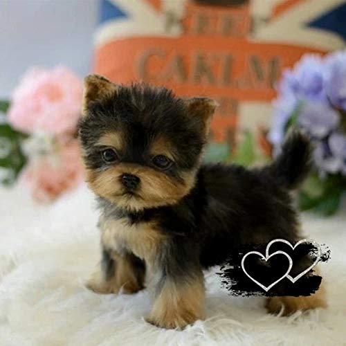 Gelentea Juguete realista de simulación de perro Yorkie perro cachorro de juguete de peluche realista perro mascota hecho a mano para niños niños bebé