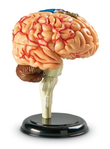 Learning Resources - Cerebro educativo (9,6 cm)