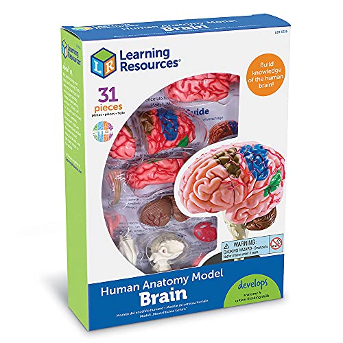 Learning Resources - Cerebro educativo (9,6 cm)