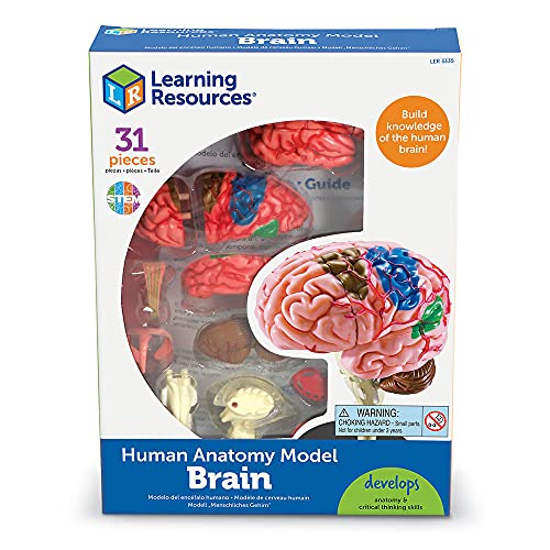 Learning Resources - Cerebro educativo (9,6 cm)