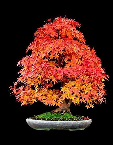 Portal Cool Las semillas de arce del paquete: Corea - Acer Pseudo-sieboldianum - 20 - Bonsai - combinar el envío