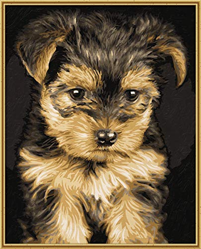 Schipper Perrito de Yorkshire 609240720 - Pintar por números - tamaño 24 x 30 cm