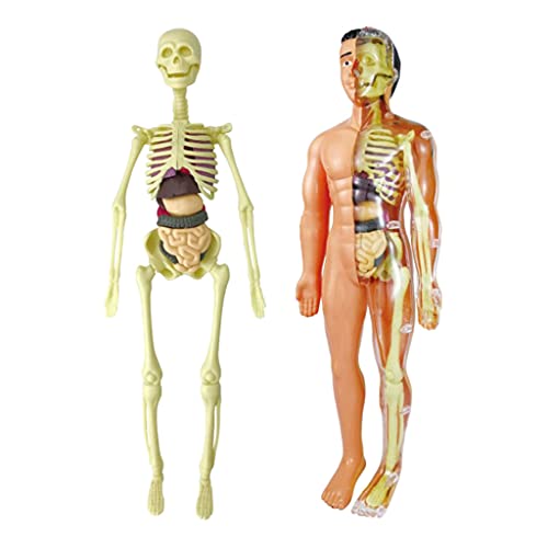 Sharplace Modelo de Cuerpo Humano, Herramientas de Aprendizaje de Demostración para El Aula de Ciencias, Pantalla Realista de Anatomía Humana para Niños, Recurs - Modelos de anatomía