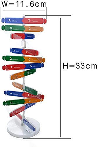 TEPET Modelos de ADN, Modelo de Doble hélice, ADN Humano, componentes de Modelo de Doble hélice, Instrumento de enseñanza Educativo de Ciencia, Juguete