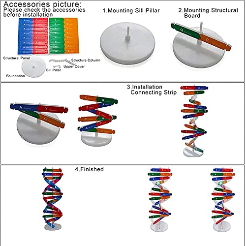 TEPET Modelos de ADN, Modelo de Doble hélice, ADN Humano, componentes de Modelo de Doble hélice, Instrumento de enseñanza Educativo de Ciencia, Juguete