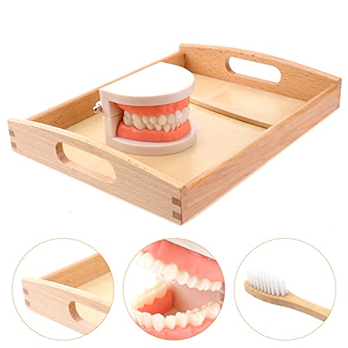 Tomaibaby Juguete de Dientes Simulados de Vida Práctica para Niños Herramientas de Enseñanza para Cepillarse Los Dientes Modelo de Cepillado de Dientes con Bandeja Montessori Juguetes