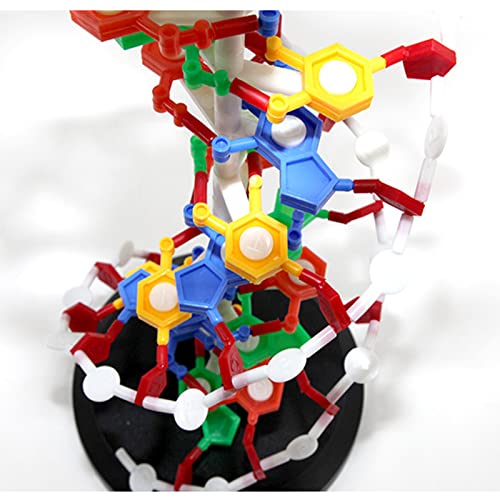 WERYU Modelo De Estructura De ADN, Modelos De ADN, Modelo De Doble Hélice, Instrumento Educativo Educativo De Ciencia, Juguete para Niños