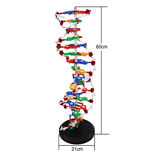 WERYU Modelo De Estructura De ADN, Modelos De ADN, Modelo De Doble Hélice, Instrumento Educativo Educativo De Ciencia, Juguete para Niños