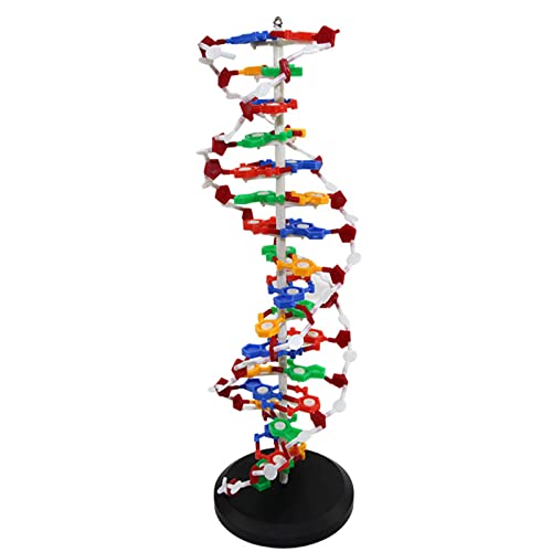 WERYU Modelo De Estructura De ADN, Modelos De ADN, Modelo De Doble Hélice, Instrumento Educativo Educativo De Ciencia, Juguete para Niños