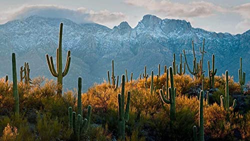 DGJL Rompecabezas para adultos 1000 piezas, cactus saguaro en el desierto de Sonora cerca de Tucson, Arizona, regalo de cumpleaños único