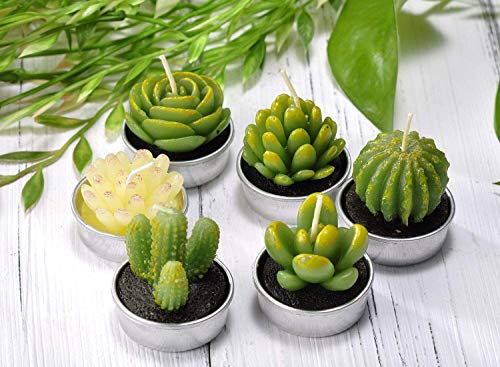 LA BELLEFÉE Velas Suculentas Plantas Cactus Decorativas para Casa Regalos para Halloween Cumpleaños Fiestas Boda Adorables Regalos para los Amantes de Suculentas