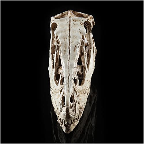 Modelo de Cabeza de cráneo de Dinosaurio - Cráneo Replica Dinosaur Fossil Head - High Simulation Dinosaur Head Skeleton Modelo Skeleton Crafts - para la exposición del Museo