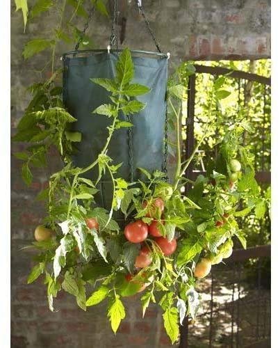 Parasene Maceta de tomate al revés de calidad (6 unidades)