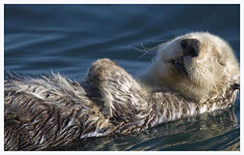 Puzzle de 1000 Piezas para Adultos,Puzzle de Madera,Un Juego de Rompecabezas para Personas Mayores,Nutria Durmiendo en El Agua