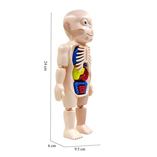 Toyvian 1 Pieza de Cuerpo Humano Modelo Orágans de Plástico Modelo de Cuerpo Humano Simulación Maniquí DIY Ensamblaje Maniquí Modelo para Niños ( Colores Surtidos )