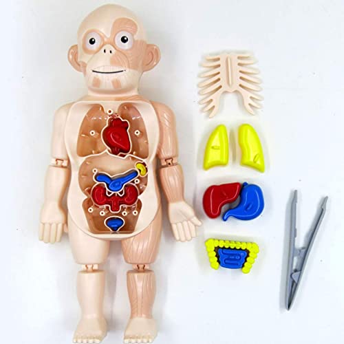 Toyvian 1 Pieza de Cuerpo Humano Modelo Orágans de Plástico Modelo de Cuerpo Humano Simulación Maniquí DIY Ensamblaje Maniquí Modelo para Niños ( Colores Surtidos )