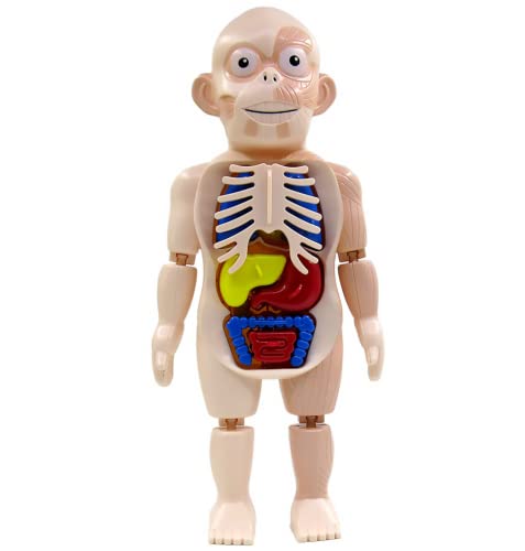 Toyvian 1 Pieza de Cuerpo Humano Modelo Orágans de Plástico Modelo de Cuerpo Humano Simulación Maniquí DIY Ensamblaje Maniquí Modelo para Niños ( Colores Surtidos )