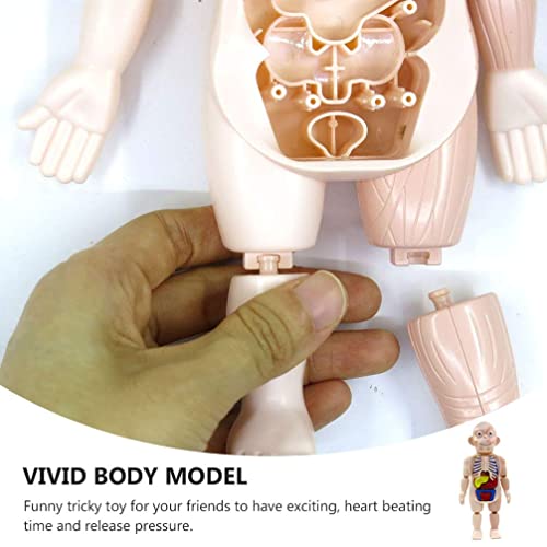 Toyvian 1 Pieza de Cuerpo Humano Modelo Orágans de Plástico Modelo de Cuerpo Humano Simulación Maniquí DIY Ensamblaje Maniquí Modelo para Niños ( Colores Surtidos )