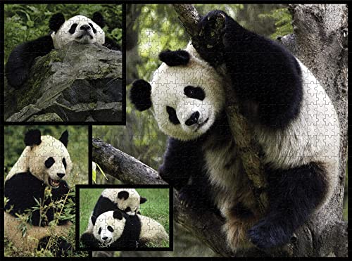 WWF - Puzzle de 1000 Piezas con Pandas (088)