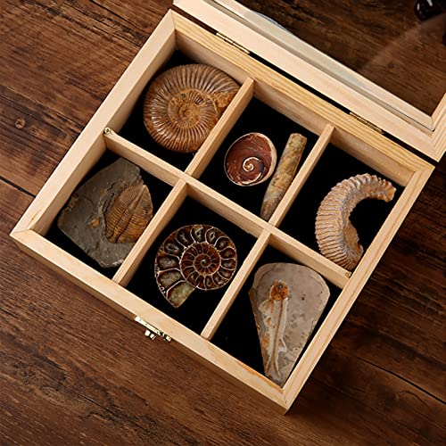 XDXDO Kit de colección de fósiles, 7 Piezas de fósiles recolectores de Trilobites, fósiles de Peces, fósiles de amonita, Concha Solar, Roca Flecha, Erizo de mar, Caracol de Jade