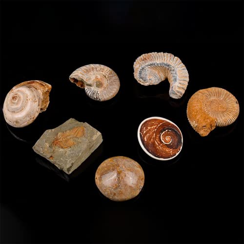 XDXDO Kit de colección Fossil, Contiene 7 fósiles genuinos! Corales de Cresta, Gusano de Corona, Caracol Colorido, Erizo de mar, ostras, cáscara de Sol, amonitas, Colecciones fósiles Regalo