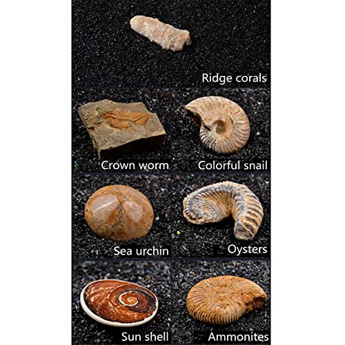 XDXDO Kit de colección Fossil, Contiene 7 fósiles genuinos! Corales de Cresta, Gusano de Corona, Caracol Colorido, Erizo de mar, ostras, cáscara de Sol, amonitas, Colecciones fósiles Regalo