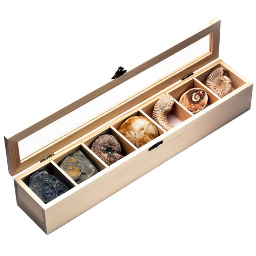 XDXDO Kit de colección Fossil, Contiene 7 fósiles genuinos! Corales de Cresta, Gusano de Corona, Caracol Colorido, Erizo de mar, ostras, cáscara de Sol, amonitas, Colecciones fósiles Regalo