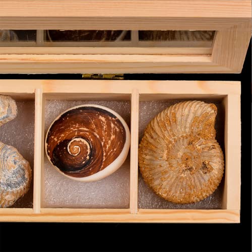 XDXDO Kit de colección Fossil, Contiene 7 fósiles genuinos! Corales de Cresta, Gusano de Corona, Caracol Colorido, Erizo de mar, ostras, cáscara de Sol, amonitas, Colecciones fósiles Regalo