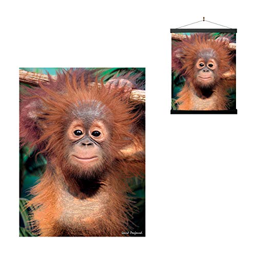 3D LiveLife Lenticular Cuadros Decoración - Orangután de Deluxebase. Poster 3D sin marco de monos. Obra de arte original con licencia del reconocido artista, David Penfound