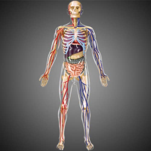 Colcolo 1: 6 Herramientas de Enseñanza de Cuerpo Transparente de Anatomía Humana Montessori Rompecabezas 3D Aprendizaje de Niños Juguete de Anatomía órgano In