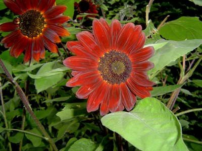 Herencia de 100 semillas de girasol Helianthus alcachofa de Jerusalén Flor Roja Sunroot semillas a granel B4073