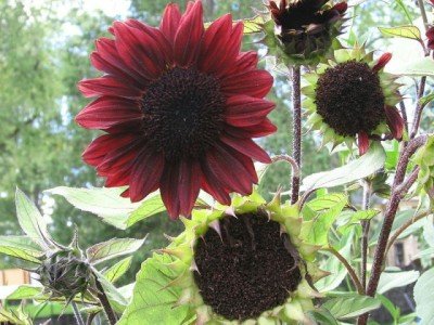 Herencia de 100 semillas de girasol Helianthus alcachofa de Jerusalén Flor Roja Sunroot semillas a granel B4073