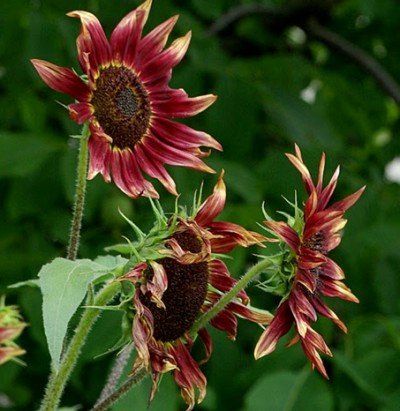 Herencia de 100 semillas de girasol Helianthus alcachofa de Jerusalén Flor Roja Sunroot semillas a granel B4073