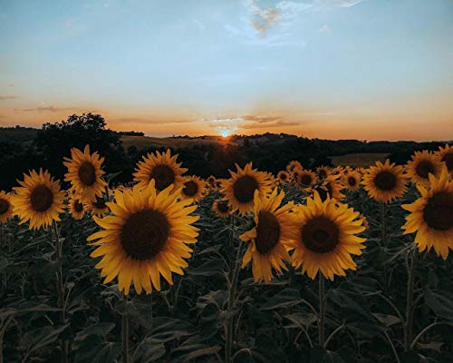 Kpoiuy 1000 Piezas De Rompecabezas para Adultos, Rompecabezas De Paisaje para Girasoles Cultivados, Flores, Campo Amarillo, Rompecabezas De Madera, Familia, Juegos Educativos, DesafíO Cerebral