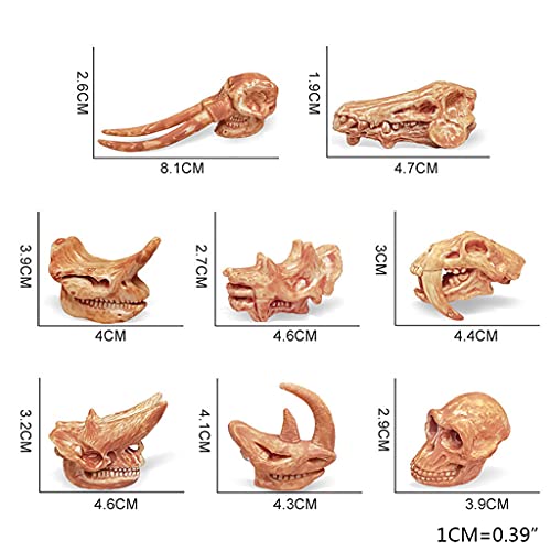 MYhose Juguetes de Dinosaurio Paquete de 8 Juguetes de Calavera de Dinosaurio Figuras realistas Juguetes Modelo para niños pequeños Decoración Juric, para niños Oficina Decoraciones para el hogar A