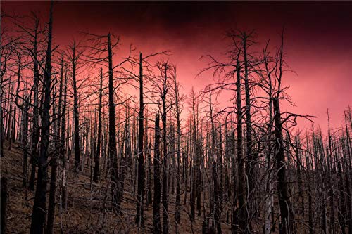 Números De Bricolaje Pintura Al Óleo Lienzo Preimpreso Amanecer, Bosque, Cielo Rojo, Pintura Para Principiantes Para La Decoración De La Pared Del Hogar, 16x20 Pulgadas