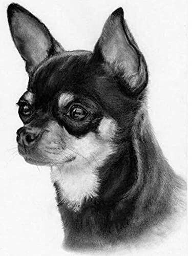 Pintura Por Números Animal De Perro Chihuahua Diy Pintura Lienzo Para Dibujar Con 3 Pinceles Y Colores Brillantes 50X60Cm Sin Marco