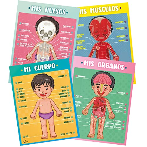 Profit Carteles educativos Cuerpo Humano – Posters Infantil Preescolar para niños en español, inglés. Partes del Cuerpo, Huesos, órganos y músculos. Descubre cómo Funciona Nuestro Cuerpo.