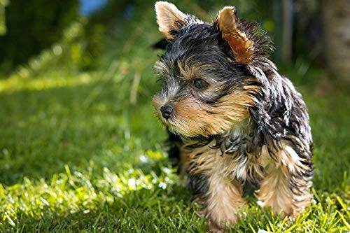 Puzzle Adultos Rompecabezas Perro Cachorro Yorkshire Terrier Cachorro Yorkshire Terrier Puzzle De Madera Clásico Decoración -1000 piezas