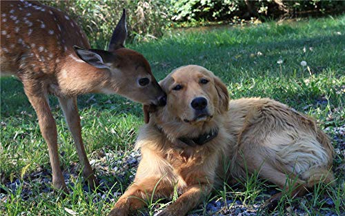 Rompecabezas De 1000 Piezas Perros De Raza Pura, Grupo Deportivo, Raza De Perro, Gatito, Golden Retriever para Niños Adultos