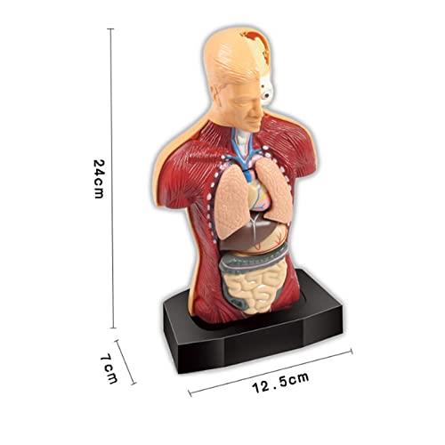 sharprepublic Modelo de Torso de Cuerpo Humano 3D Rompecabezas de Aprendizaje temprano Demostración Montessori Partes de órganos internos Juguetes de visualización