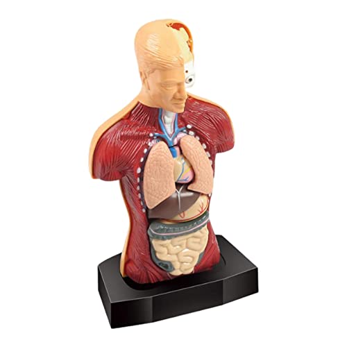 sharprepublic Modelo de Torso de Cuerpo Humano 3D Rompecabezas de Aprendizaje temprano Demostración Montessori Partes de órganos internos Juguetes de visualización