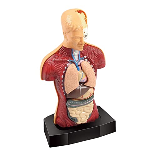 sharprepublic Modelo de Torso de Cuerpo Humano 3D Rompecabezas de Aprendizaje temprano Demostración Montessori Partes de órganos internos Juguetes de visualización